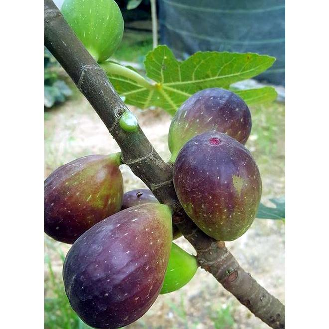 Cây GIỐNG Sung Mỹ Jinaofen