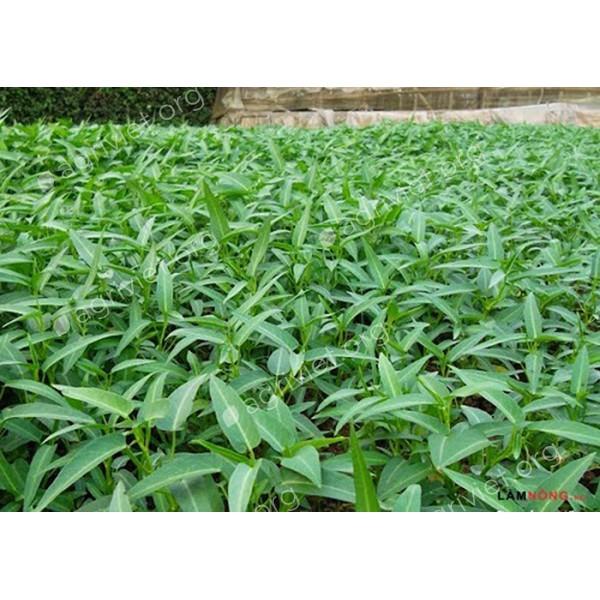 Hạt Giống Rau Muống cao sản