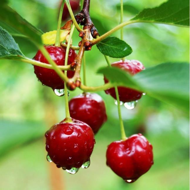Cây giống CHERRY chịu nhiệt - Cây giống F1- hàng nhập khẩu