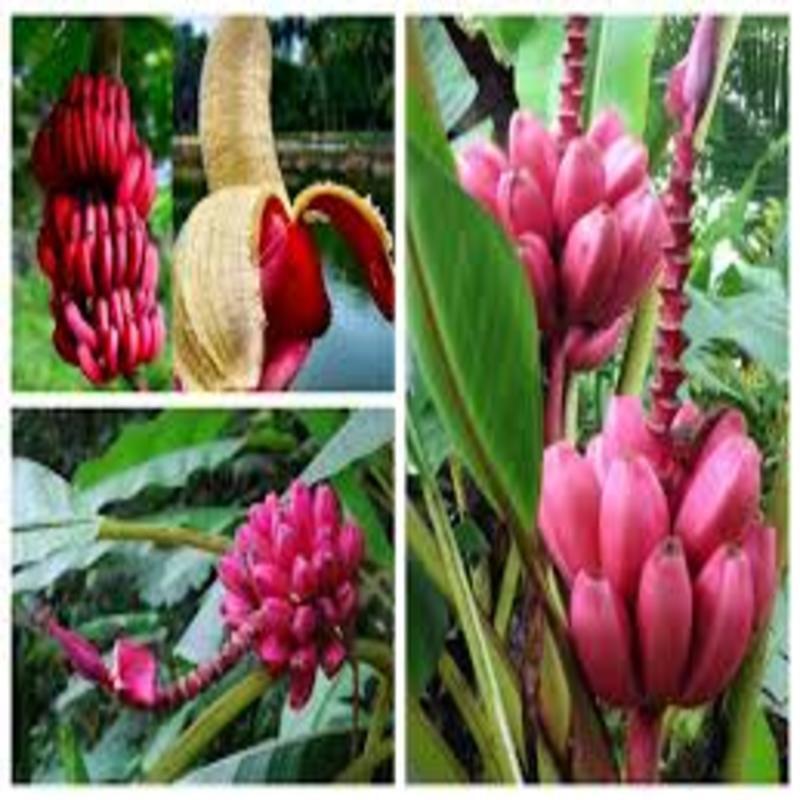 CÂY GIỐNG CHUỐI TÂY ĐỎ DACCA