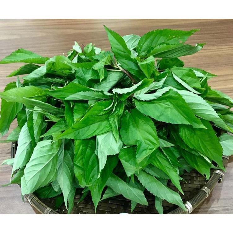 Hạt Giống Rau Đay Đỏ F1 Cao Sản+ 700g phân thỏ hữu cơ