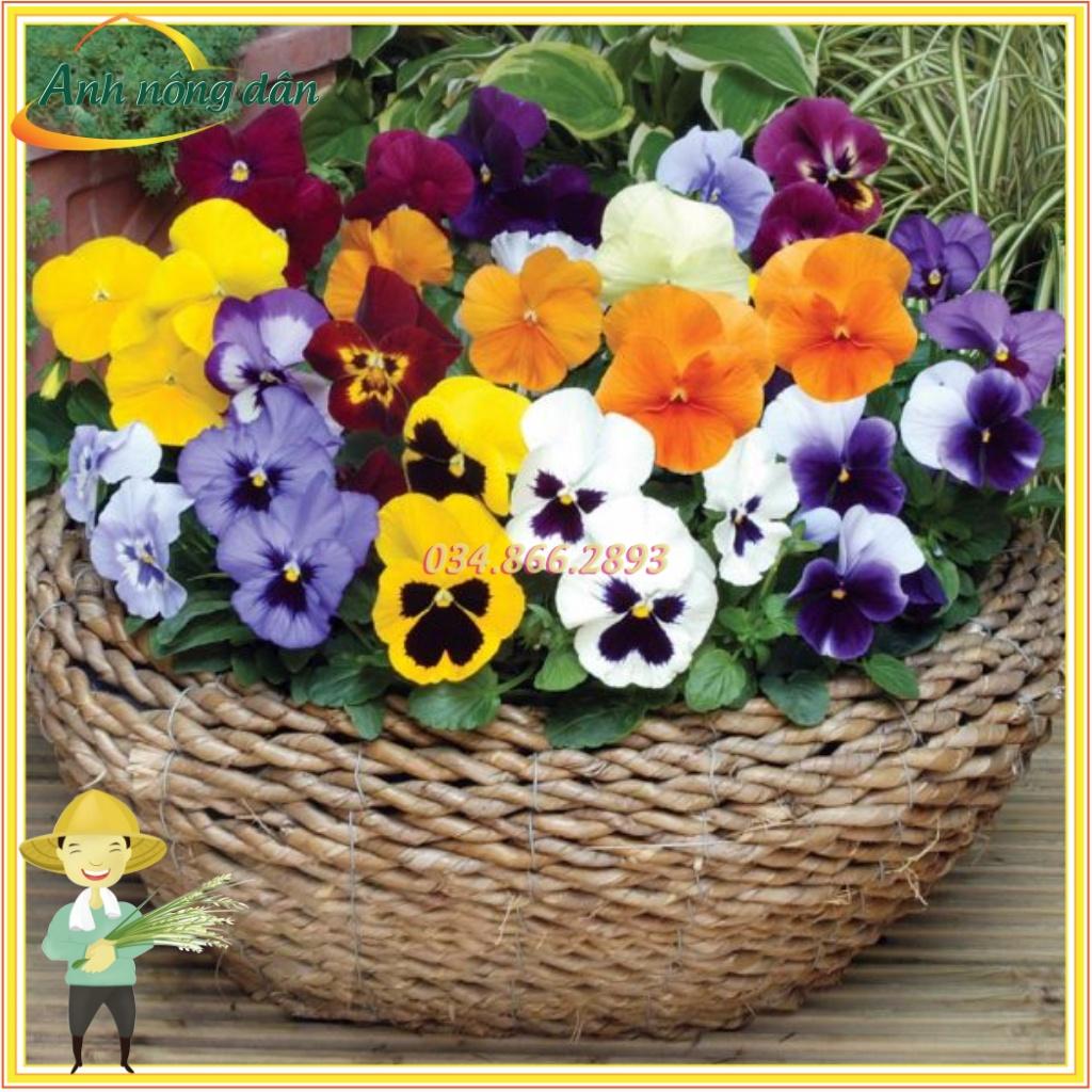 Gói 100 Hạt giống hoa pansy mix nhiều màu ngẫu nhiên, nảy mầm tốt dễ trồng dễ chăm sóc