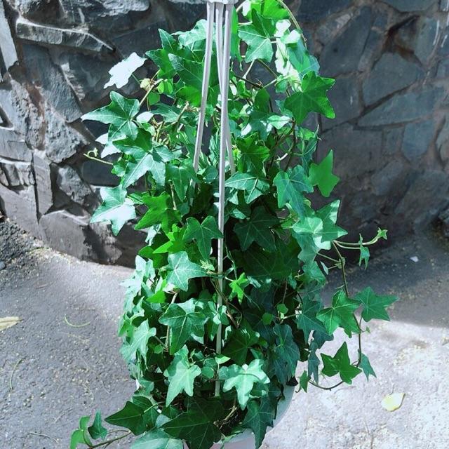 Chậu Cây Thường Xuân