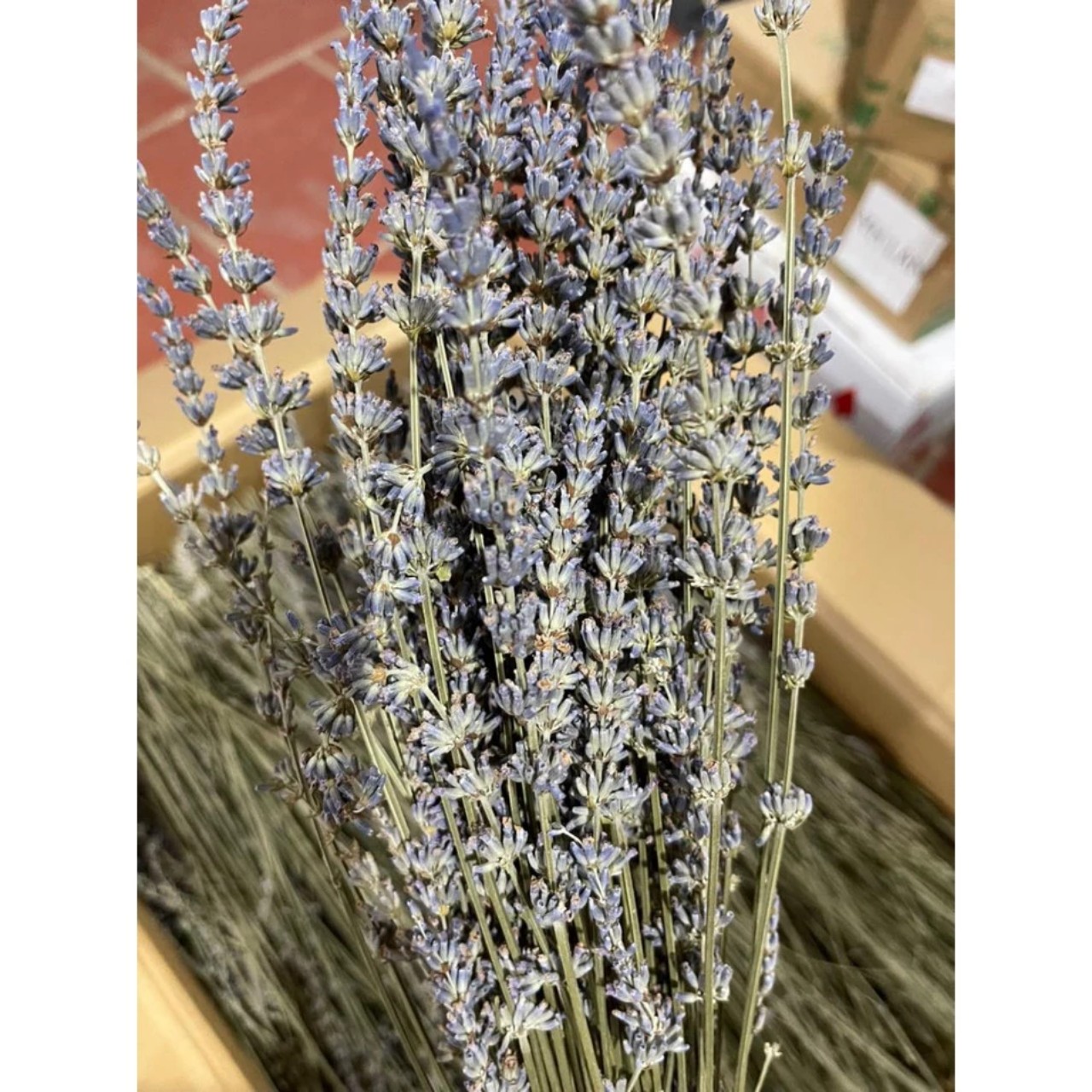 Bó Hoa Khô Lavender Thơm Dịu 100 Cành Hoa Oải Hương Vintage Trang Trí Décor Nhà Cửa Làm Quà Tặng Kỷ Niệm - HÀNG CHÍNH HÃNG MINIIN