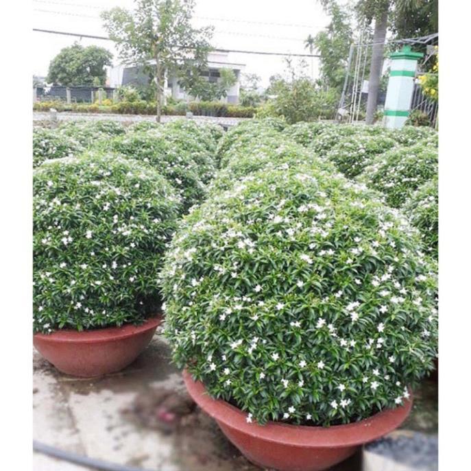 COMBO 5 BẦU CÂY GIỐNG MAI VẠN PHÚC