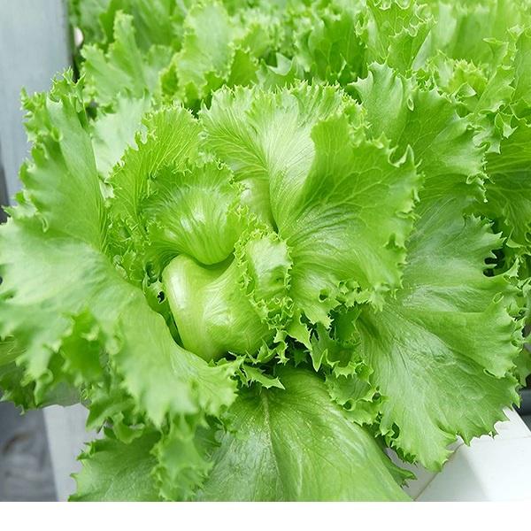 Hạt giống xà lách Minetto NO.4