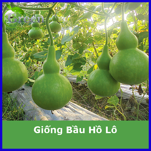 Hạt Giống Bầu Hồ Lô