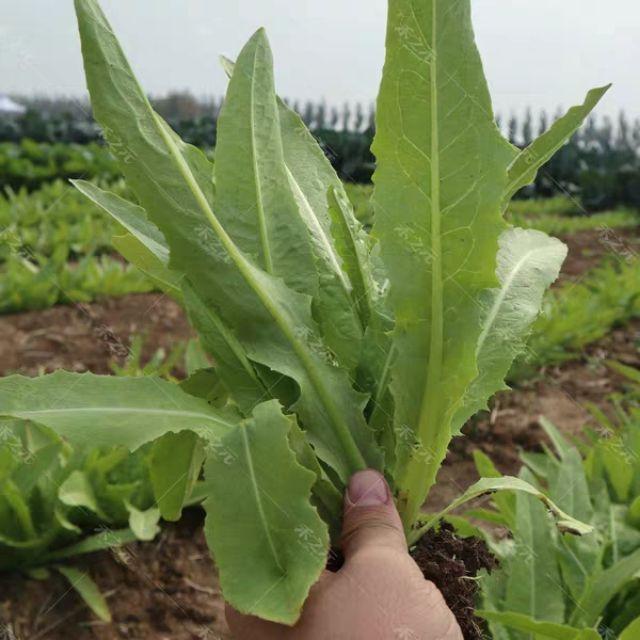 Hạt giống xà lách lá nhọn Rado, đóng gói 10gr
