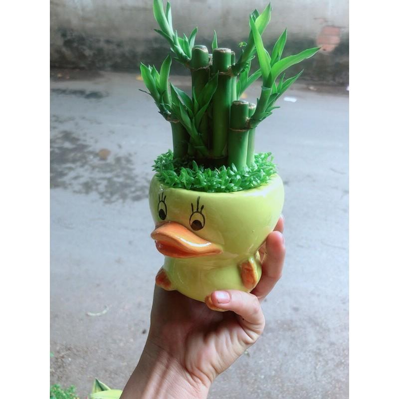 Chậu Trúc Phát Tài Vịt Vàng