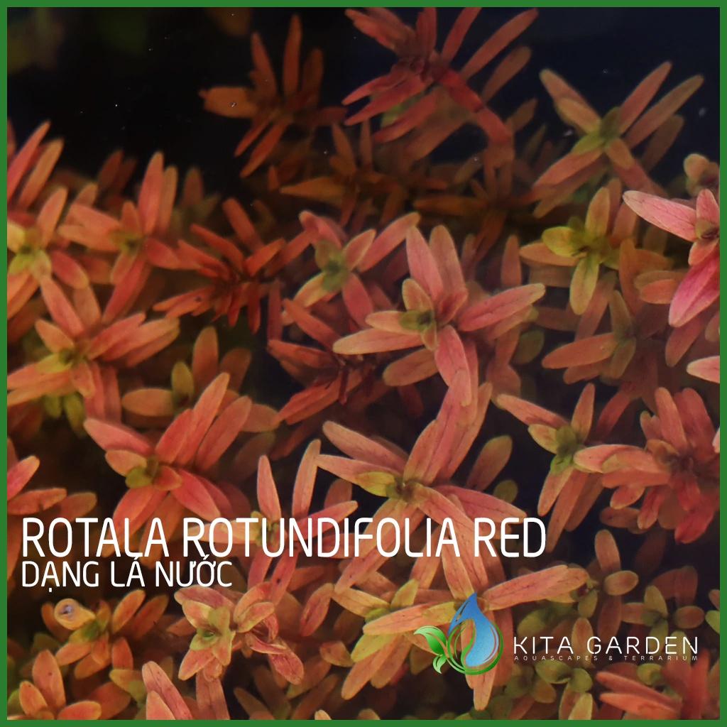 Rotala đỏ - Rotala rotundifolia red - Cây Thủy Sinh Dễ Trồng - Cây Dạng Cạn