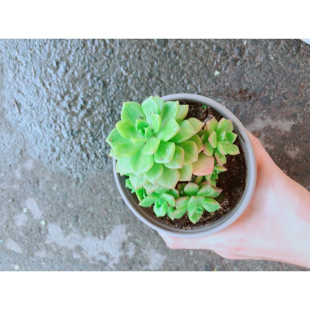 Sen Đá Xanh Ngọc