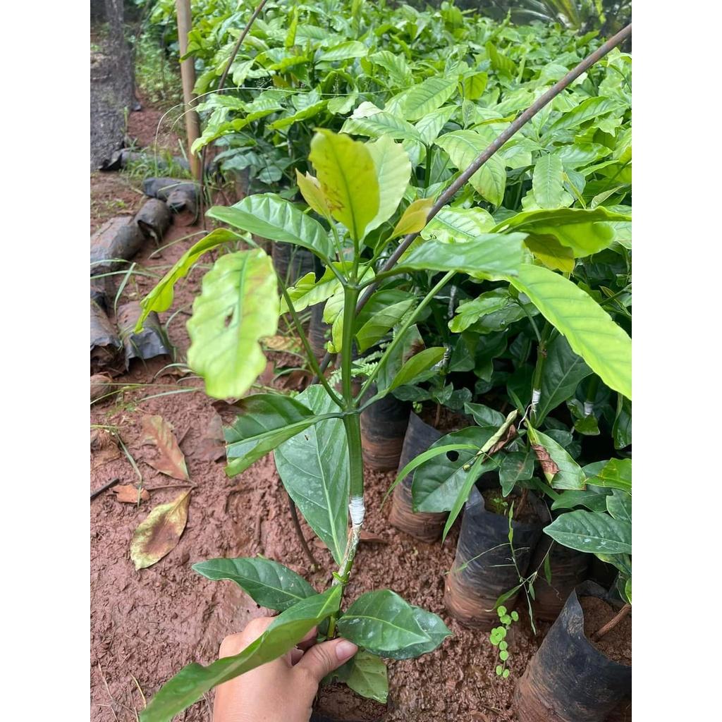 Cây giống cà phê ghép