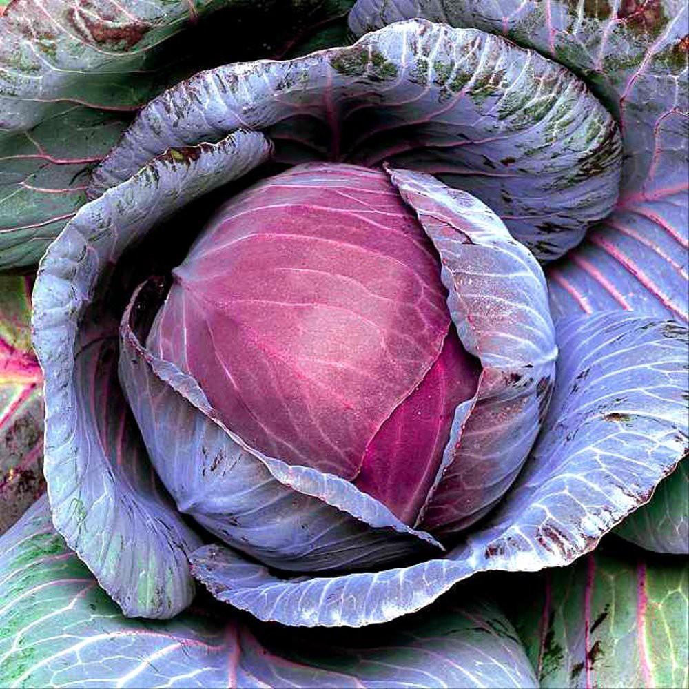 COMBO 5 gói hạt giống cải bắp tím F1