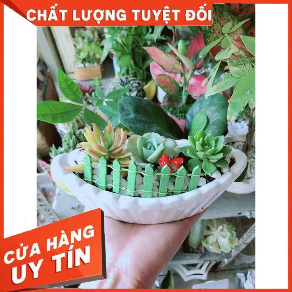 Chậu Sen Đá Nhiều Người Mua