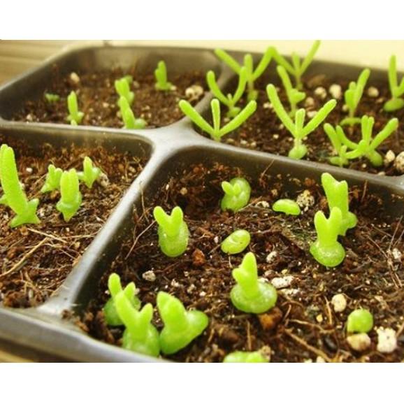 Gói 20 hạt giống cây tai thỏ siêu đáng yêu