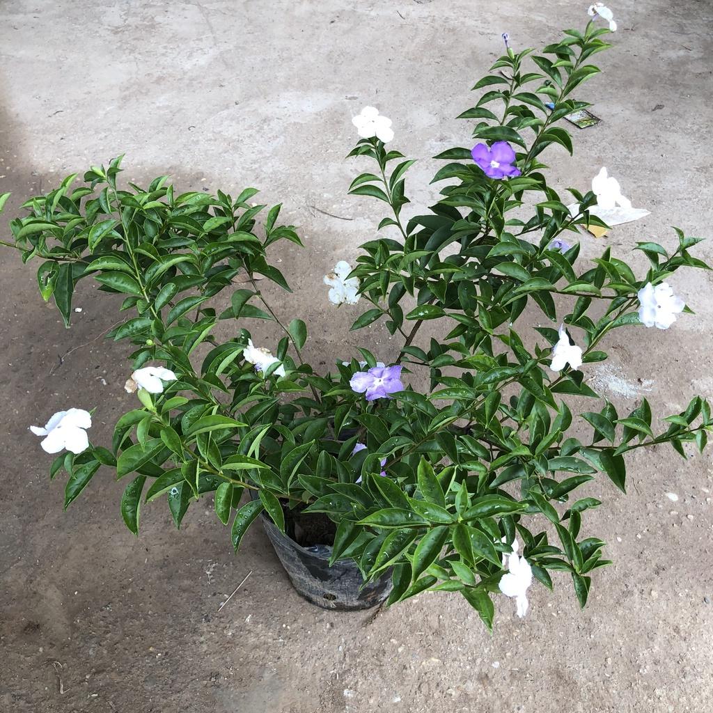 Cây hoa nhài nhật, chiều cao cây 25-30cm hoa cực thơm mùi hương dễ chịu thư giãn, thích hợp trang trí cảnh quan sân vườn