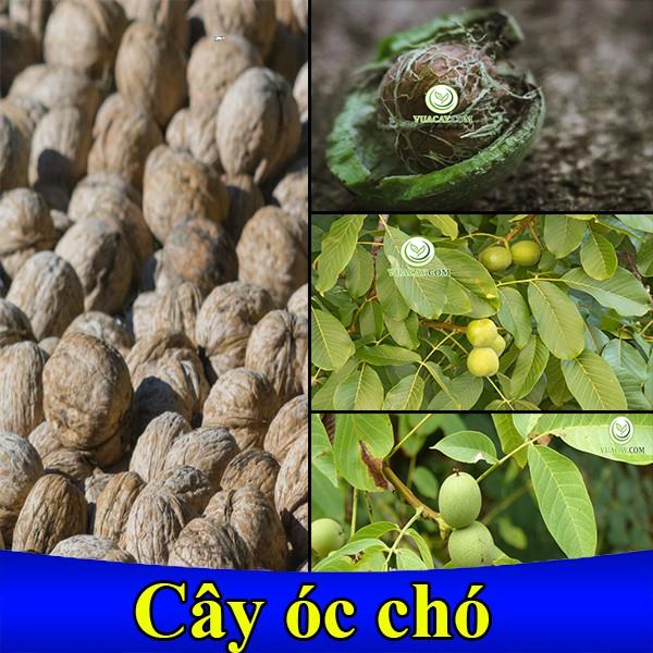 CÂY ÓC CHÓ giống chuẩn phát triển nhanh.