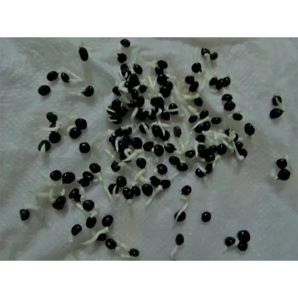 HẠT GIỐNG MĂNG TÂY XANH CHUẨN F1