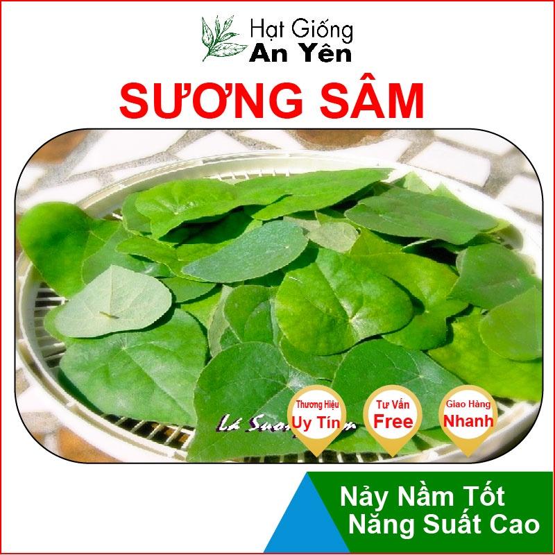 Hạt giống Sương Sâm, nhanh thu hoạch, dễ trồng, nảy mầm và năng suất cao