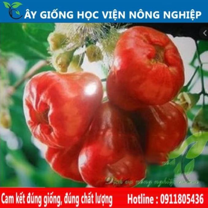 Sản phẩm Cây Ăn Trái cây roi đỏ ngọt thơm cây ăn quả viện nghiên cứu cây ăn quả