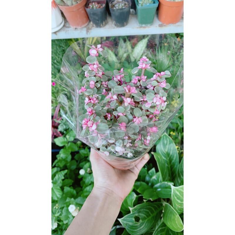 Cành Vàng Lá Ngọc