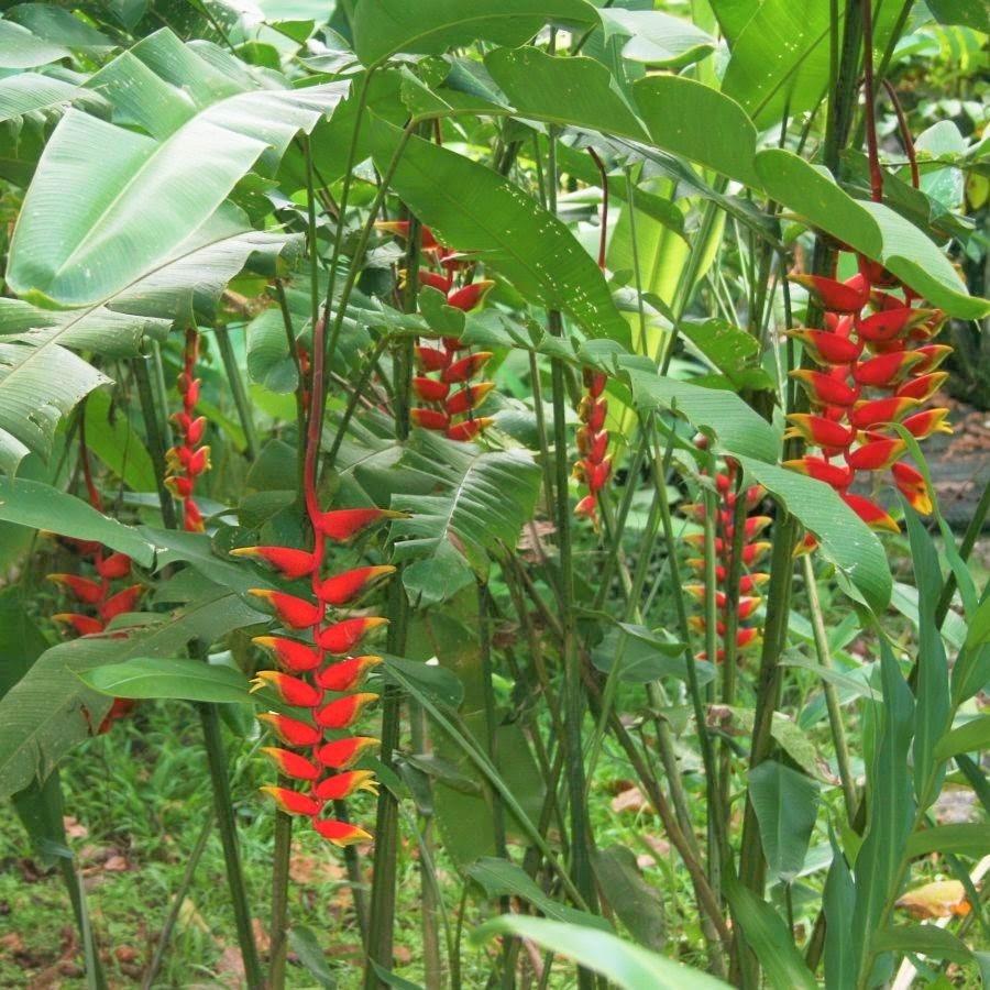 Cây Chuối Kiểng, Cây Chuối Tràng Phá o