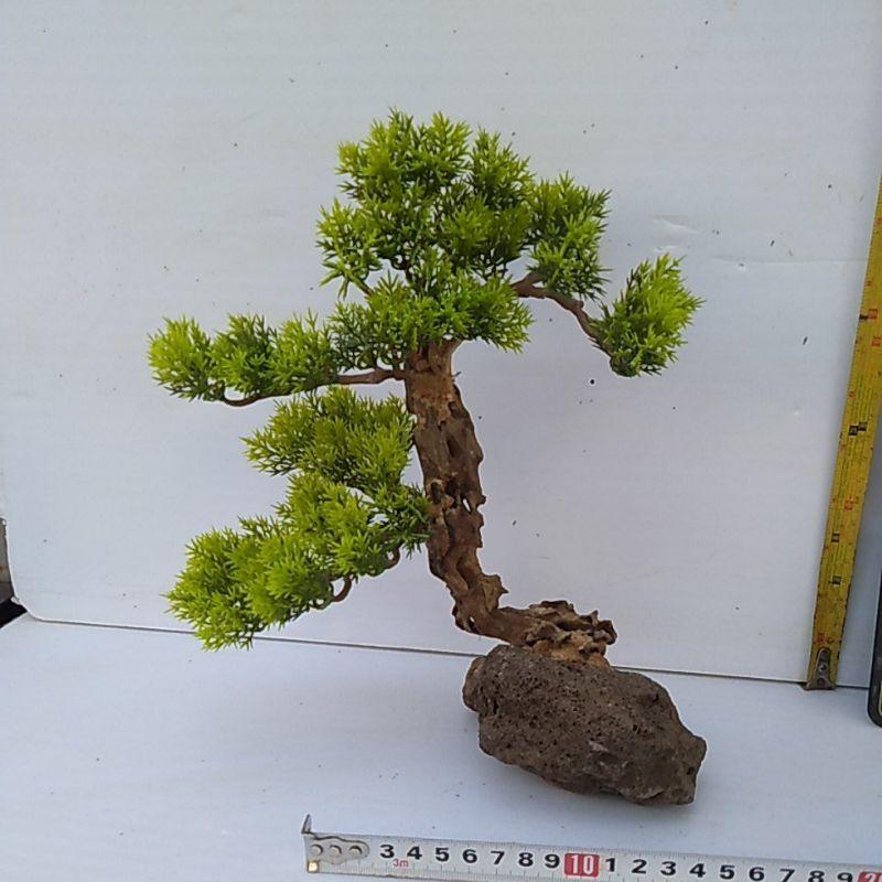Bonsai bể cá cảnh