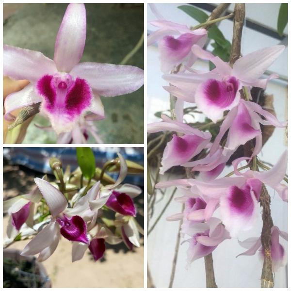 Phi điệp BỆT MA BÓ CHẤT LƯỢNG UY TÍN