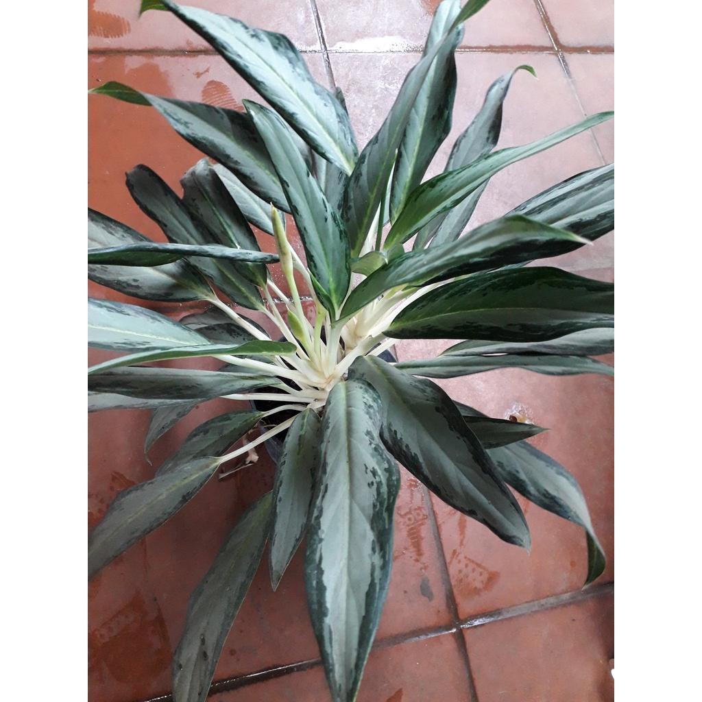 CÂY GIỐNG CÂY GIỮ TIỀN