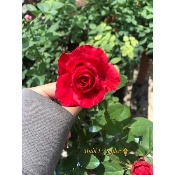 Hoa hồng ngoại Red Intition nguyên bản