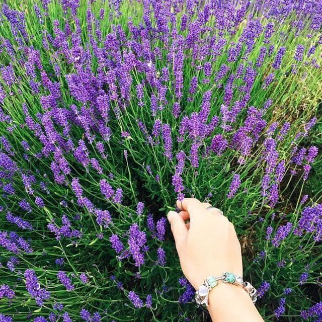 HG14 Gói 30 Hạt Giống Hoa Oải Hương Lavender