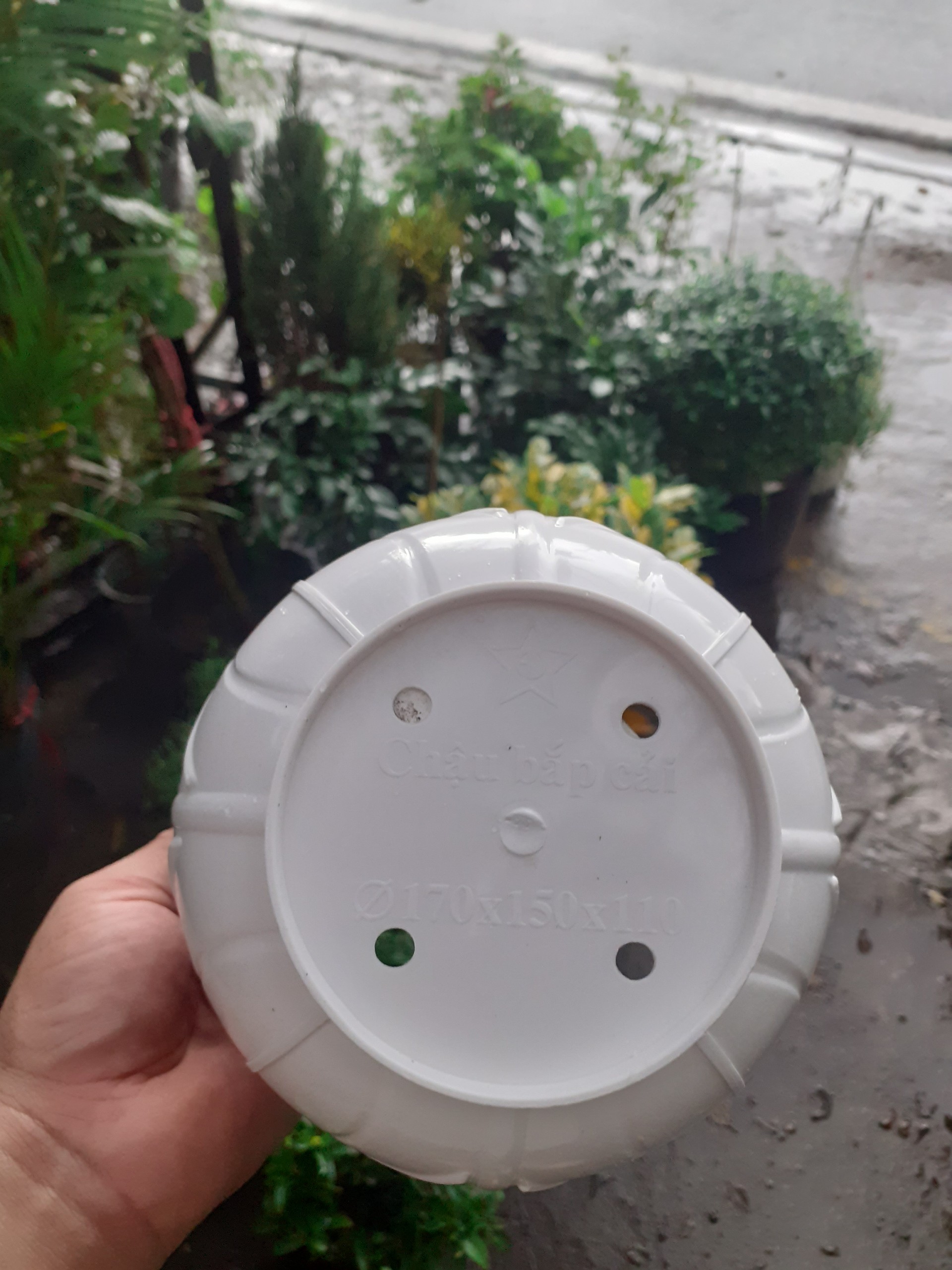 Chậu nhựa trồng cây hình bắp cải dễ thương.