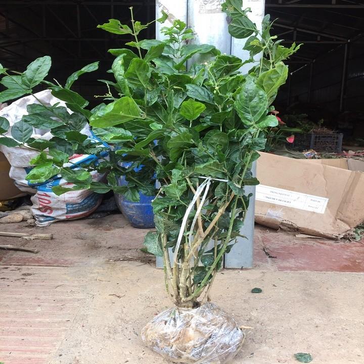 Combo 5 bầu cây giống hoa nhài ta trắng cổ thơm