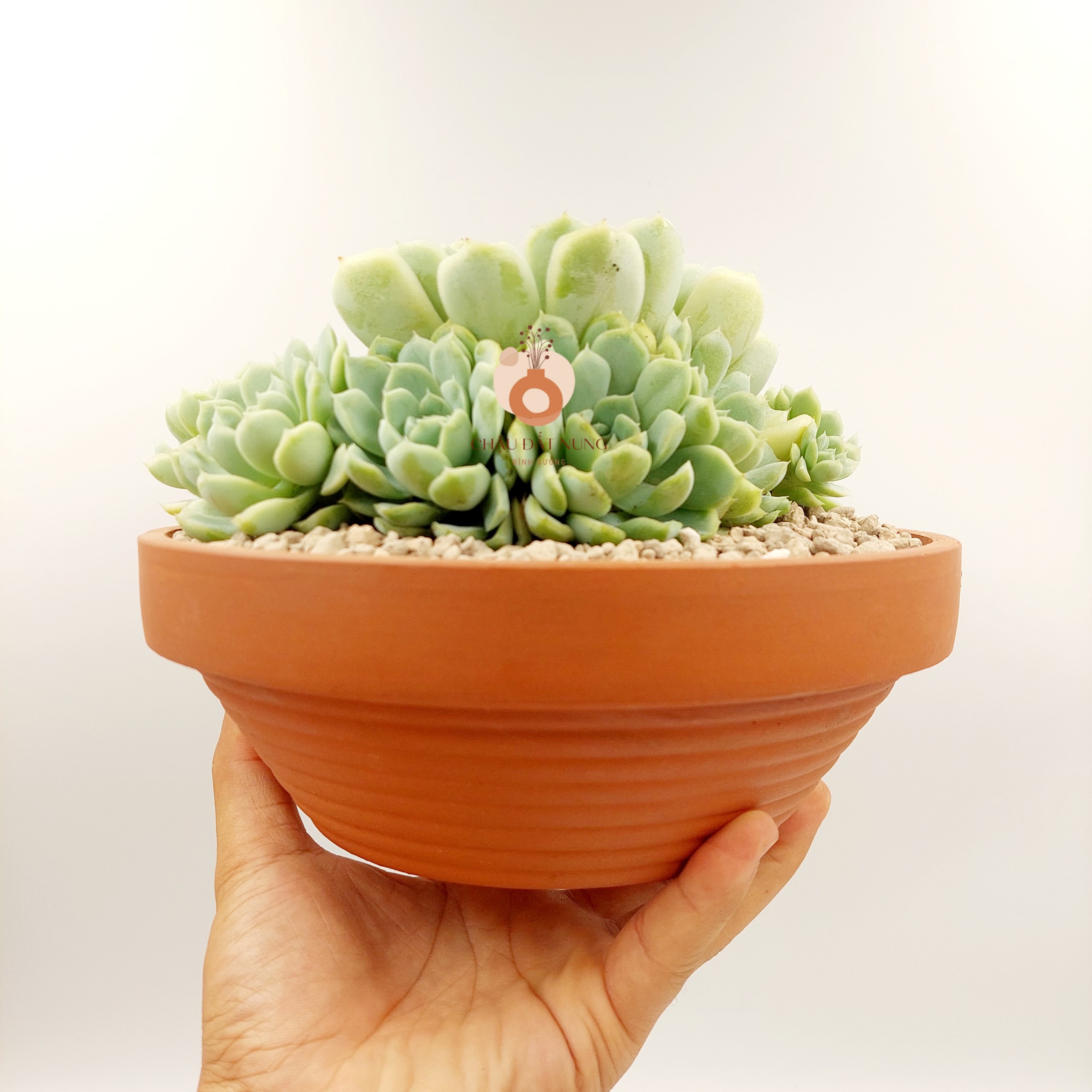Chậu đất nung, chậu sen đá - Thau 2075, miệng chậu 20cm, chiều cao 7.5cm