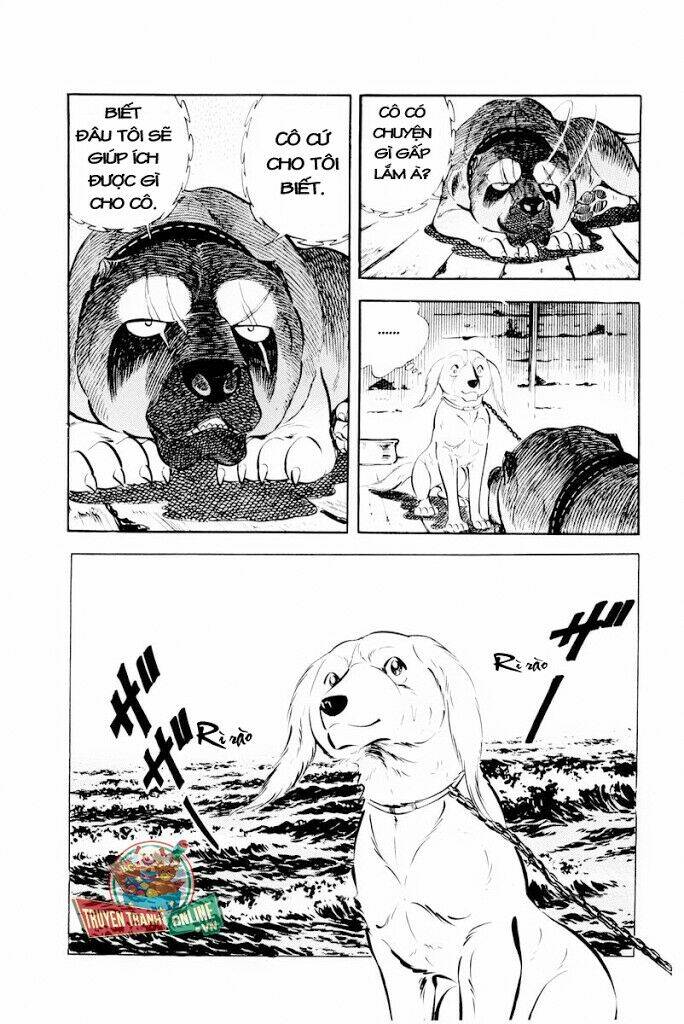 chú chó có nghĩa - ginga nagareboshi gin chapter 29 5