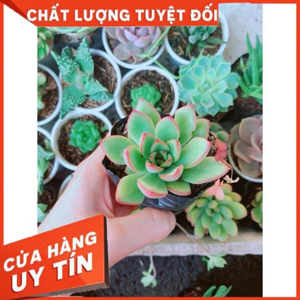 Combo 10 cây sen đá Nhiều Người Mua