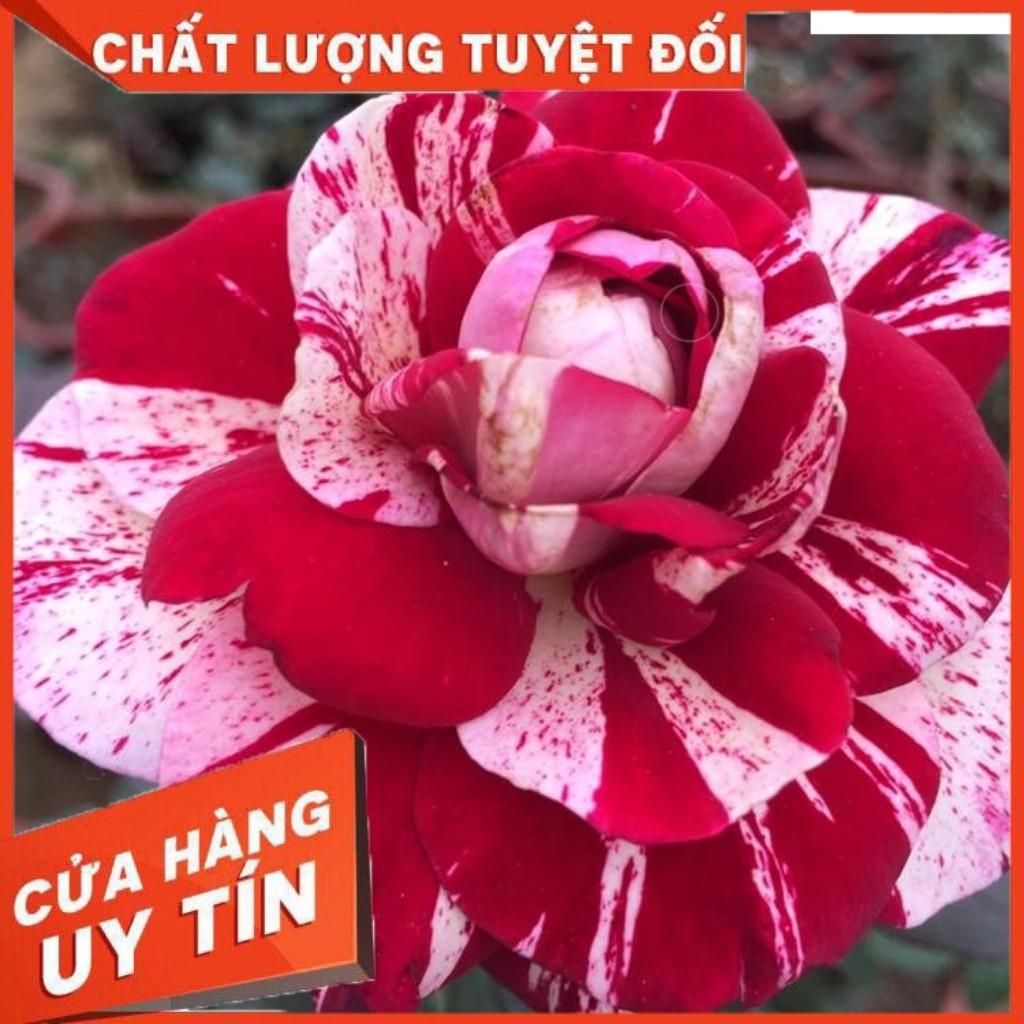 Hoa hồng Bụi Julio Iglesias màu Sọc Đỏ Trắng, hương thơm ngọt ngào