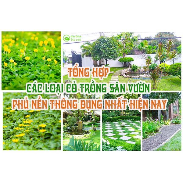 Hạt Cỏ sân vườn, hạt cỏ trồng thảm lót sân vườn-tỷ lệ nảy mầm cao