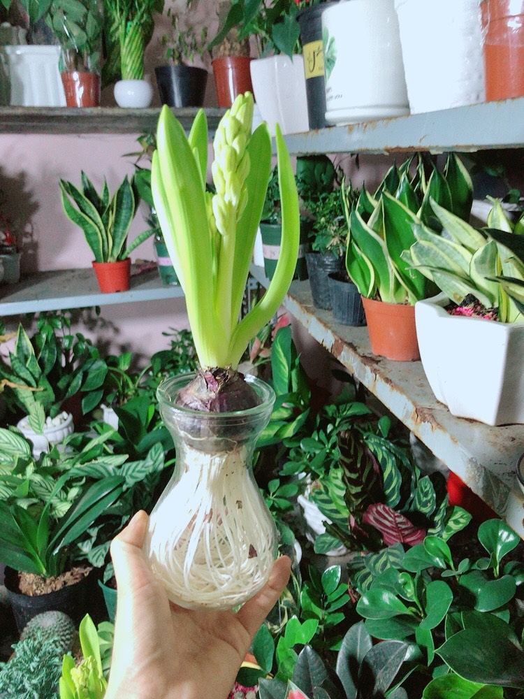 Chậu Cây Củ Ông Tiên Trồng Thủy Sinh