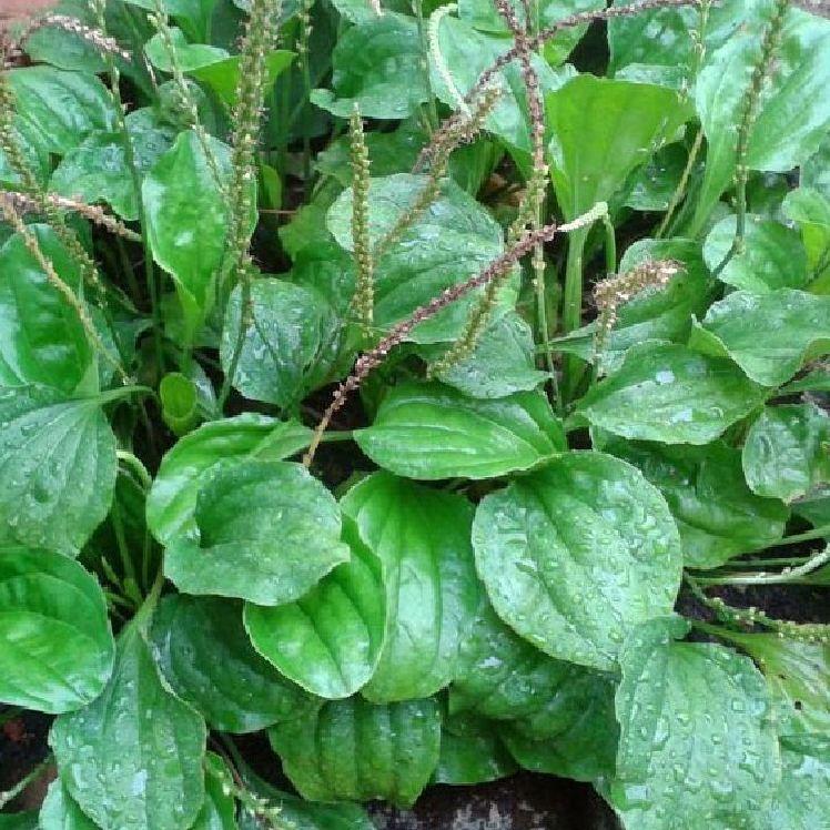 Hạt giống rau mã đề CT19 - Gói 1gram