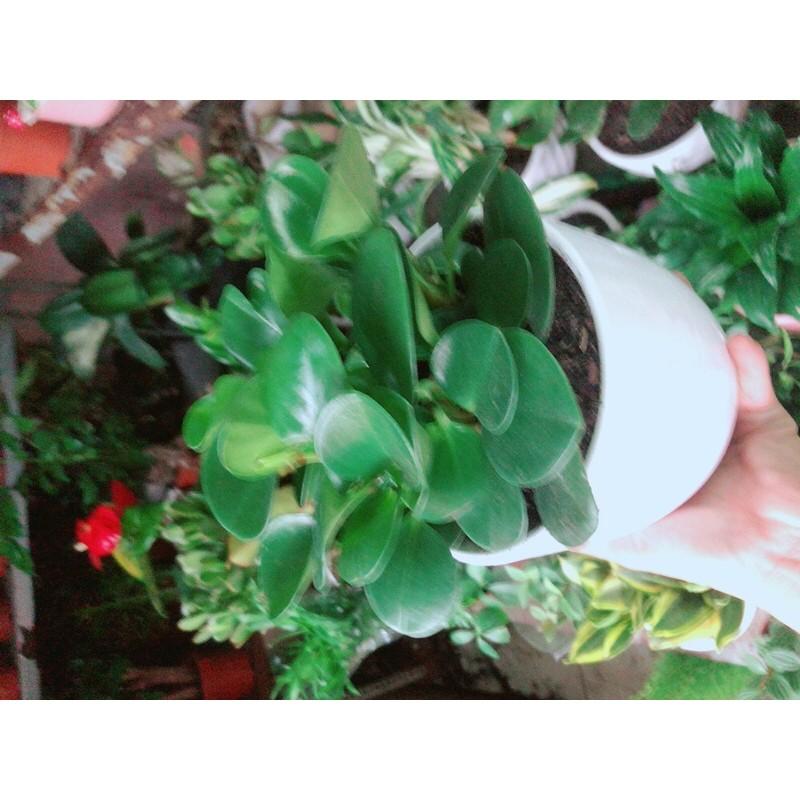 Chậu Cây Trường Sinh