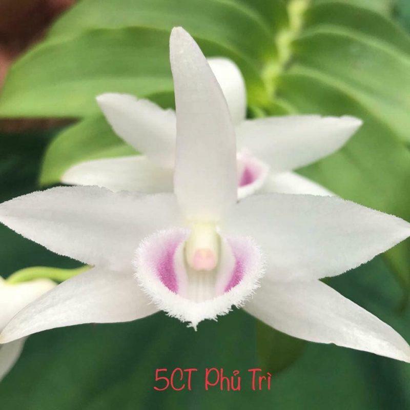 Cốc lan phi điệp đột biến 5 cánh trắng PHÙ TRÌ , hoa cực đẹp, cực hiếm, hàng gieo hạt, cây y hình