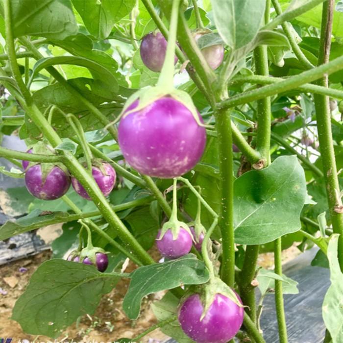 Hạt Giống Cà Pháo Tím F1 - 2 gram/gói