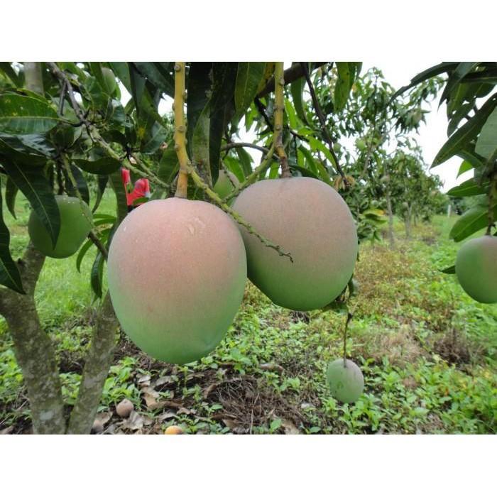 Cây giống xoài úc