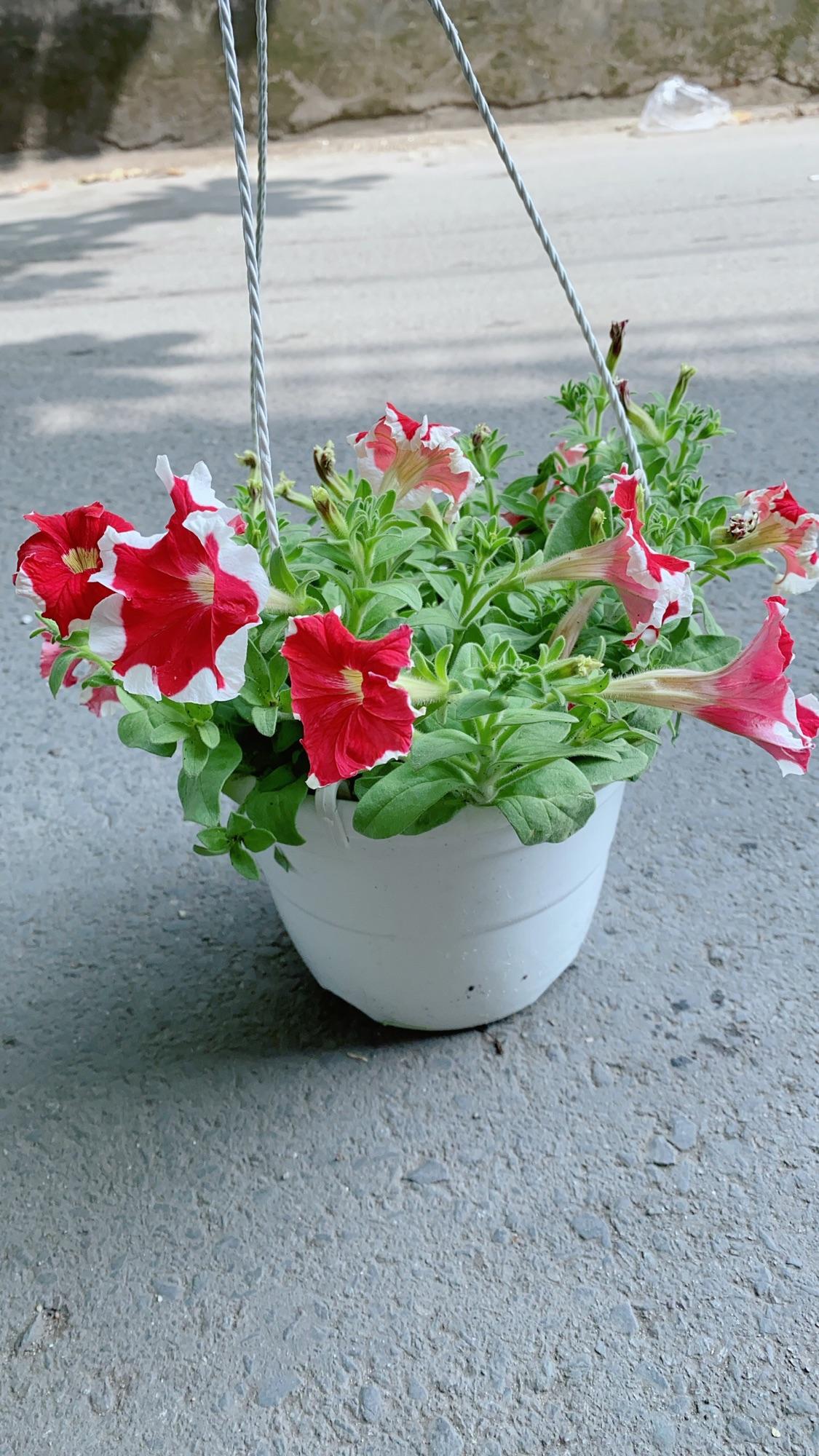 Chậu Hoa Dạ Yến Thảo