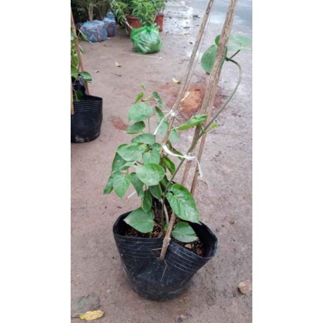Sản phẩm CÂY GIỐNG HOA THIÊN LÝ