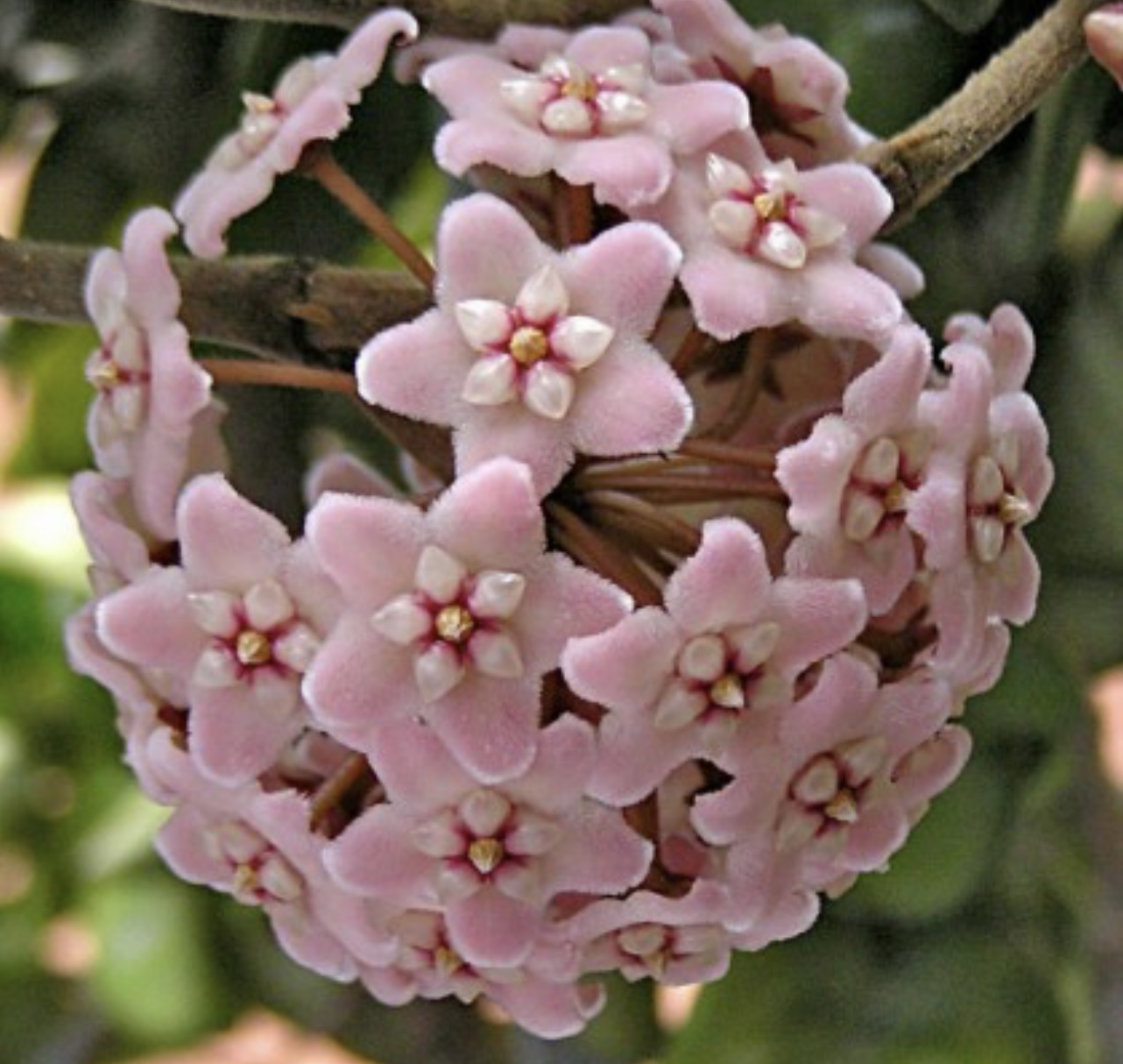 Hoa Cẩm cù compacta lá xoắn kích thước như hình, hoa thơm và siêng hoa