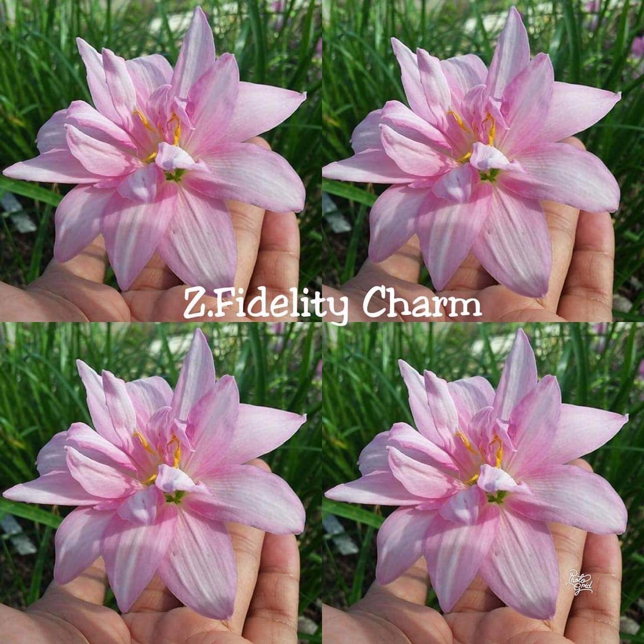 Củ huệ mưa cánh kép Charm màu hồng