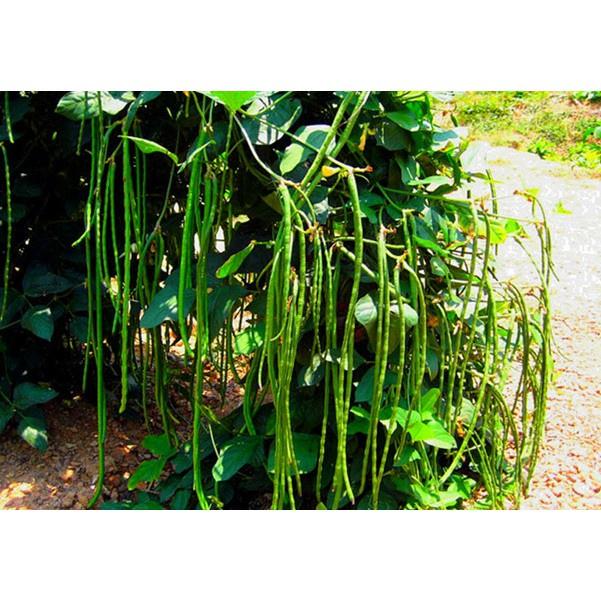 Hạt Giống Đậu Đũa Cao Sản Gói 100 Hạt - Khu Vườn Ban Công
