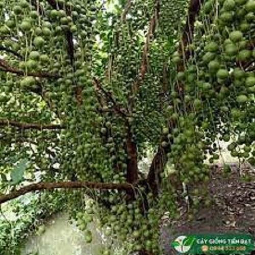 Cây giống Dâu da đất cây giống chuẩn cho năng suất cao NHANH SIÊU QUẢ CHUẨN GIỐNG